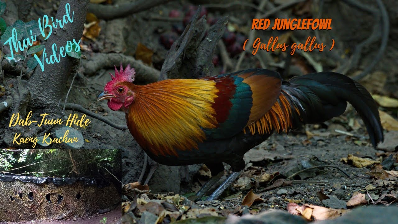 Amazing Birds of Thailand  | The Red Junglefowl ( Gallus gallus )  | Kaeng Krachan