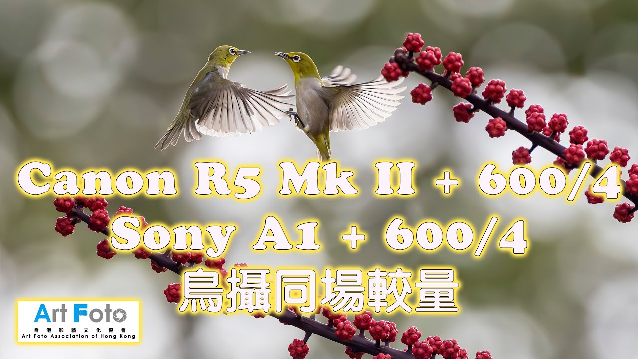 【攝影教學/器材速遞 #444】Canon R5 Mk II vs Sony A1 + 600/4 鳥攝同場較量 (CC 中文字幕) - Alex Fung FRPS , GMPSA, EFIAP/p