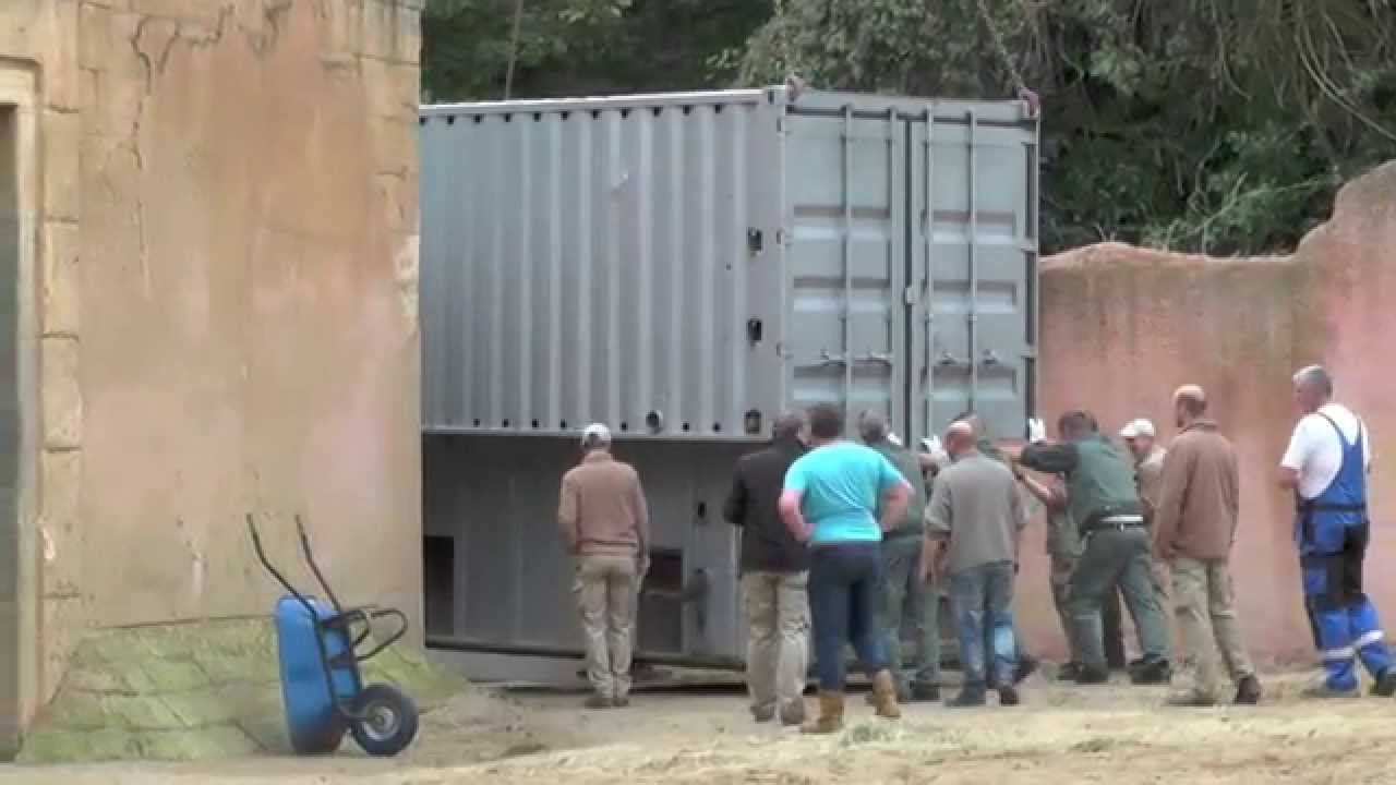 Elefantentransport 3 Verladung