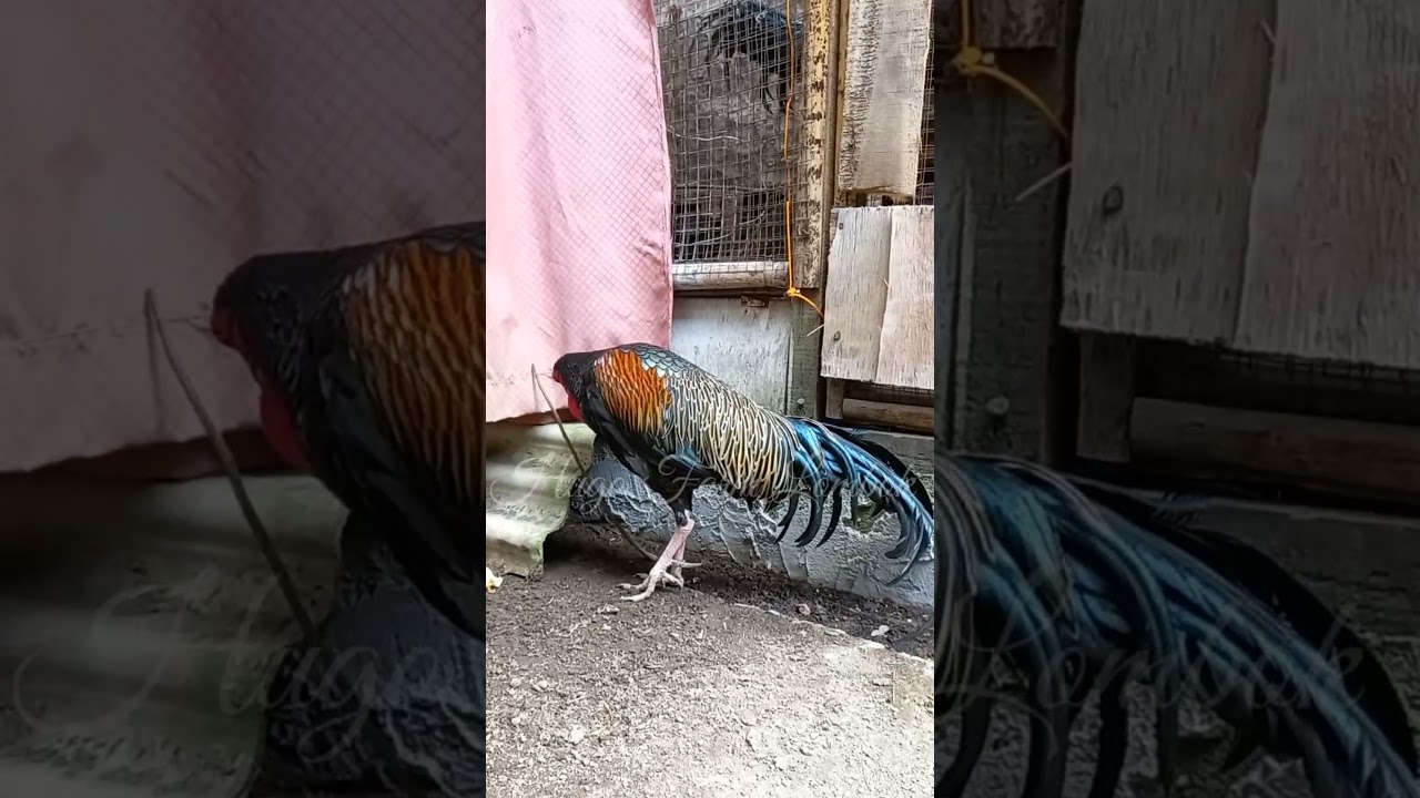 GALUS VARIUS( GREEN JUNGLE FOWL) TANPA MAHKOTA