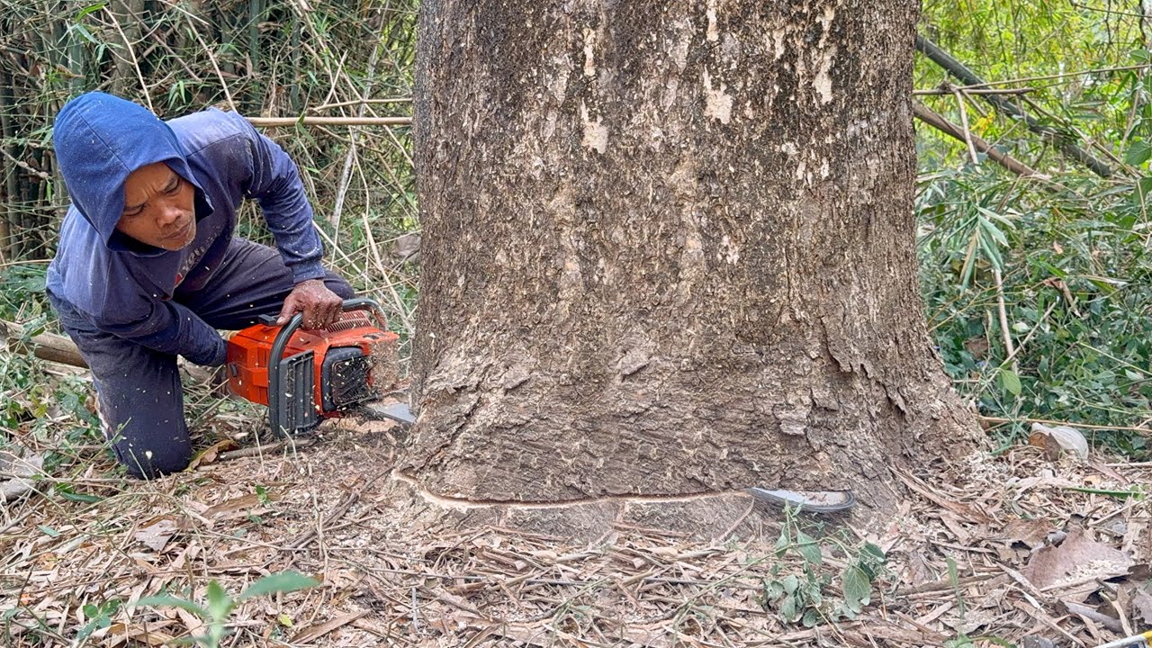 Wrong prediction and almost failed... The felling of 2 trees caused panic‼️