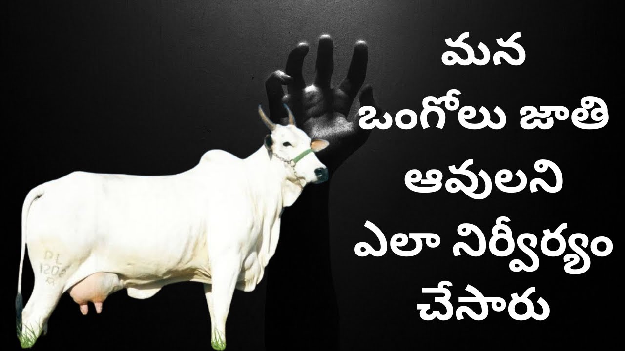 మన ఒంగోలు జాతి ఆవులని ఎలా నిర్వీర్యం చేసారు. How Ongole breed is systematically spoiled in India?