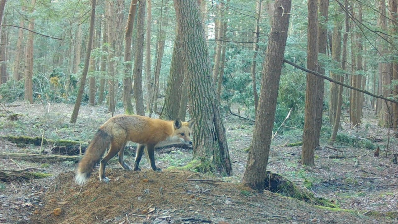 Red Fox Mom Guards the Pups While Dad Hunts — A Fisher Is Watching