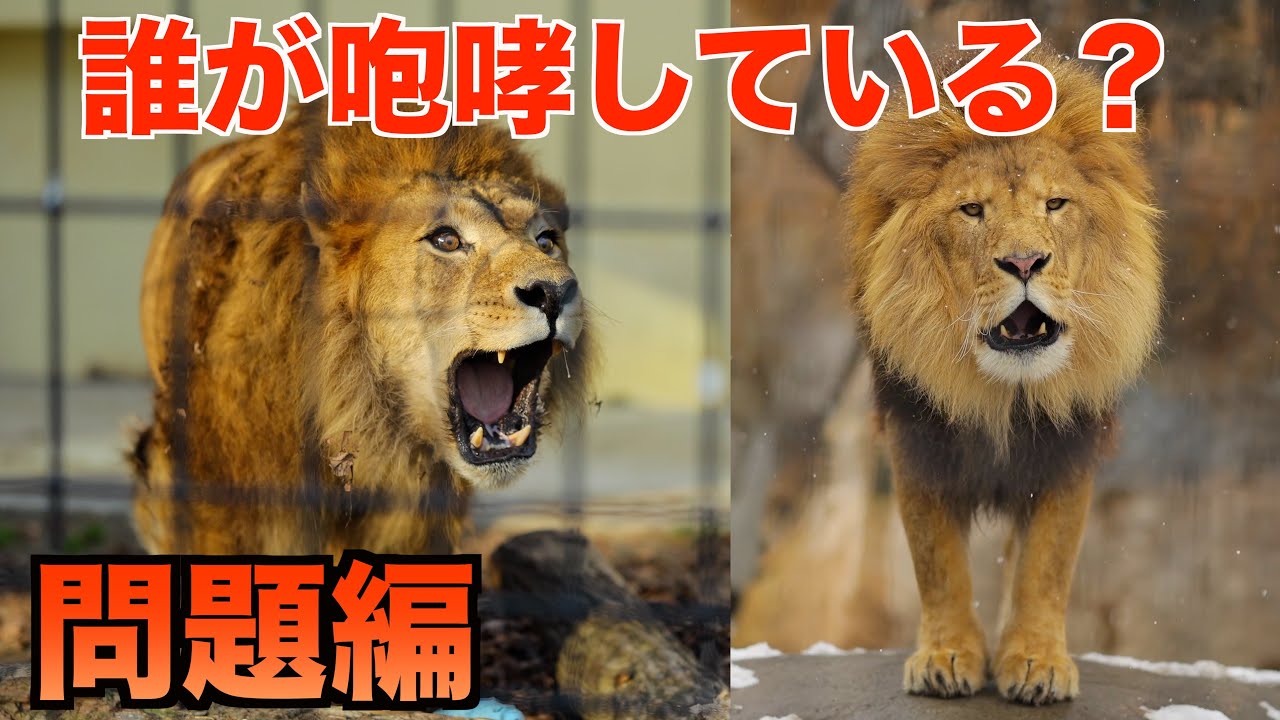 【咆哮クイズ】このライオンは誰？🐾 動物園ライオンの声当てクイズ｜問題編　Who's this lion? 🐾 Zoo Lion Voice Guessing Quiz