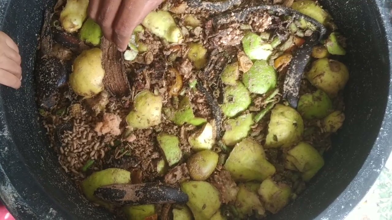 Belajar Pertama kali Ternak budidaya Maggot