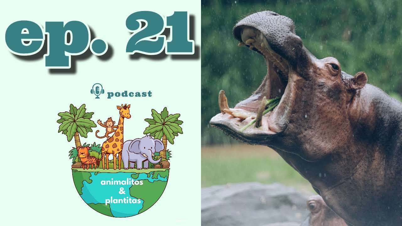 🎧 PODCAST animalitos & plantitas • EP21 El lenguaje secreto de los hipopótamos