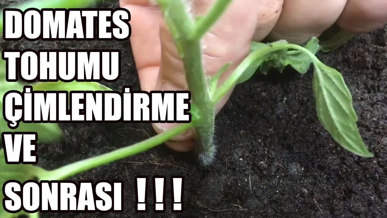Domates Tohumu Çimlendirme | Saksıya Ekimi | Sulaması | Budaması