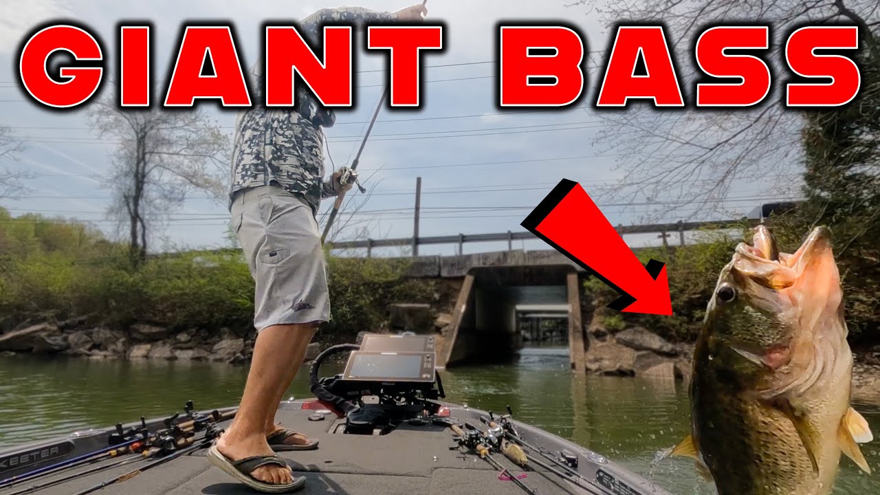 GIANT Bass On Lake Chickamauga! Swimbait Fishing and Tackle Tips!