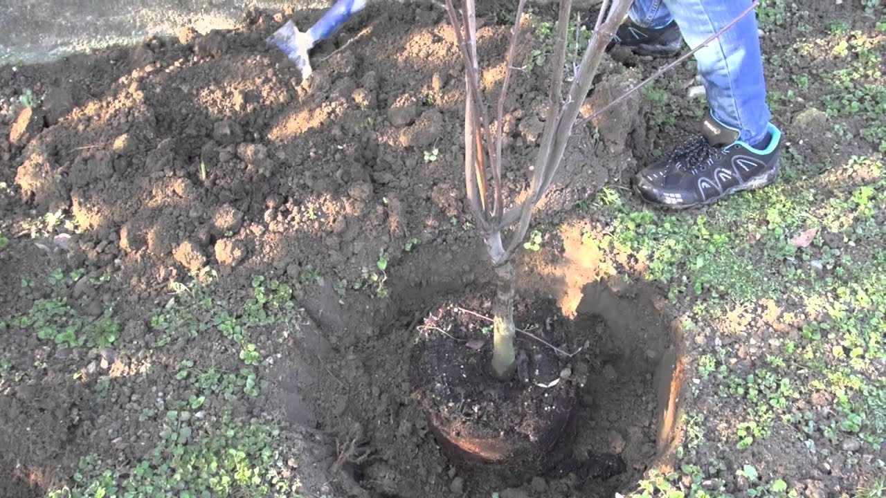 Gartentipp: Pflanzen einer Felsenbirne
