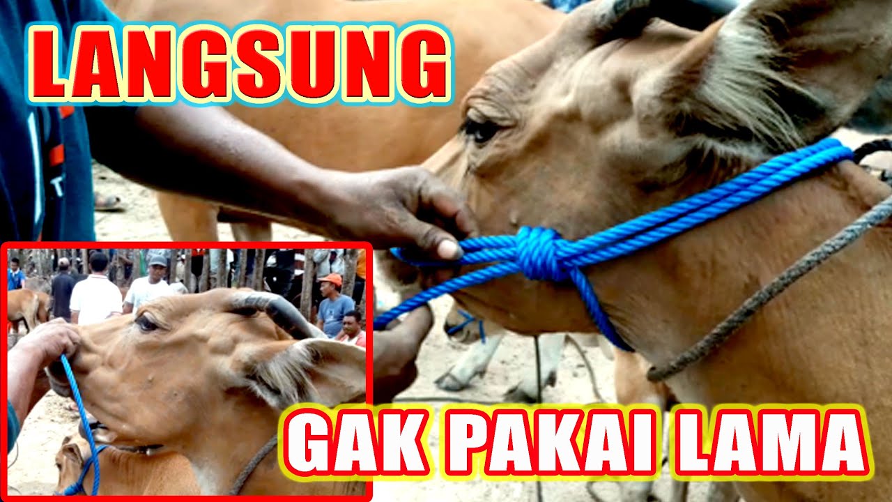 DEWA KELUH !! CARA GANTI KELUH SUPER CEPAT #keluhsapi #carapasangtalikeluhsapi