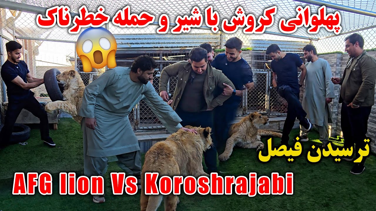 چلینج خطرناک کروش | کروش و شیر در یک قفس | حمله شیر بالای کروش | بزرگ شدن ماکس | هیجان و ترس 🤯 چالش