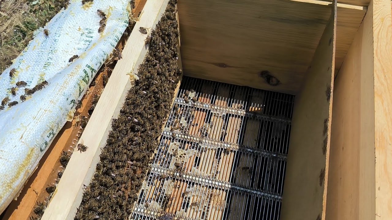 Arılar çıta istiyor....6-7-8-9 sistemi işe yarıyor mu acaba💪💪?#arıcılık #bee #honeybee #petek