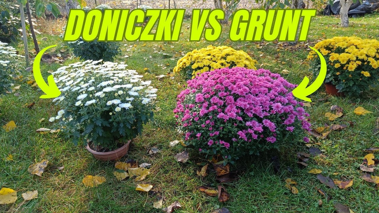Porównanie chryzantem uprawianych w gruncie i w doniczkach. Amatorska uprawa chryzantem