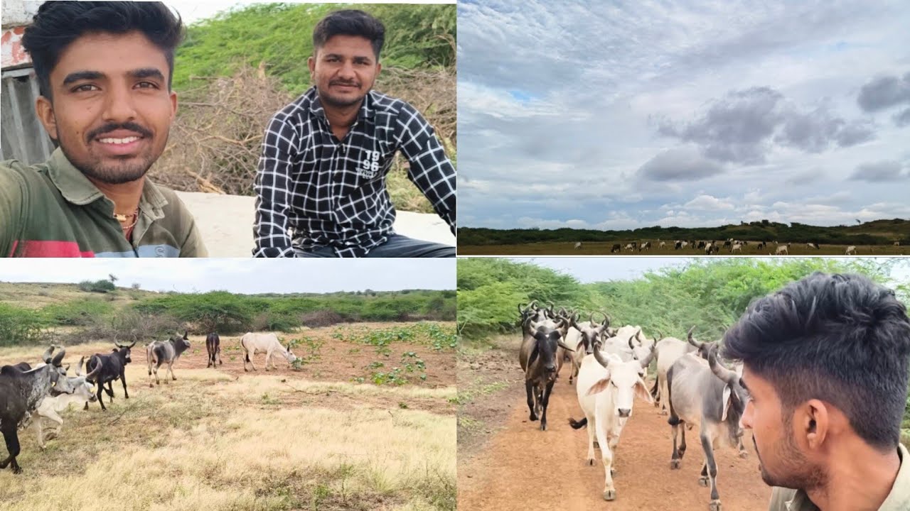 गायों को चराने ले गए खेत में । #cow #trending #viral #animals #vlog #kankrej #foryou #raj_rabari 