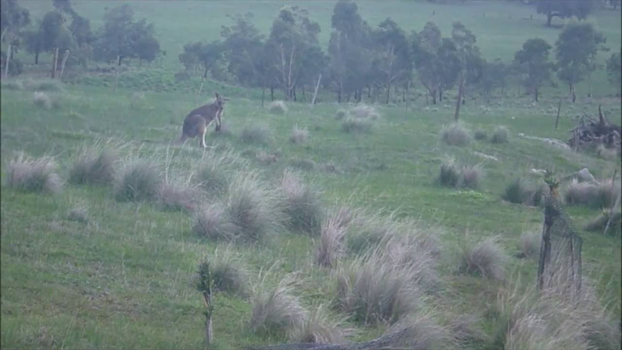 Kangaroo affected by Phalaris Grass toxicity.