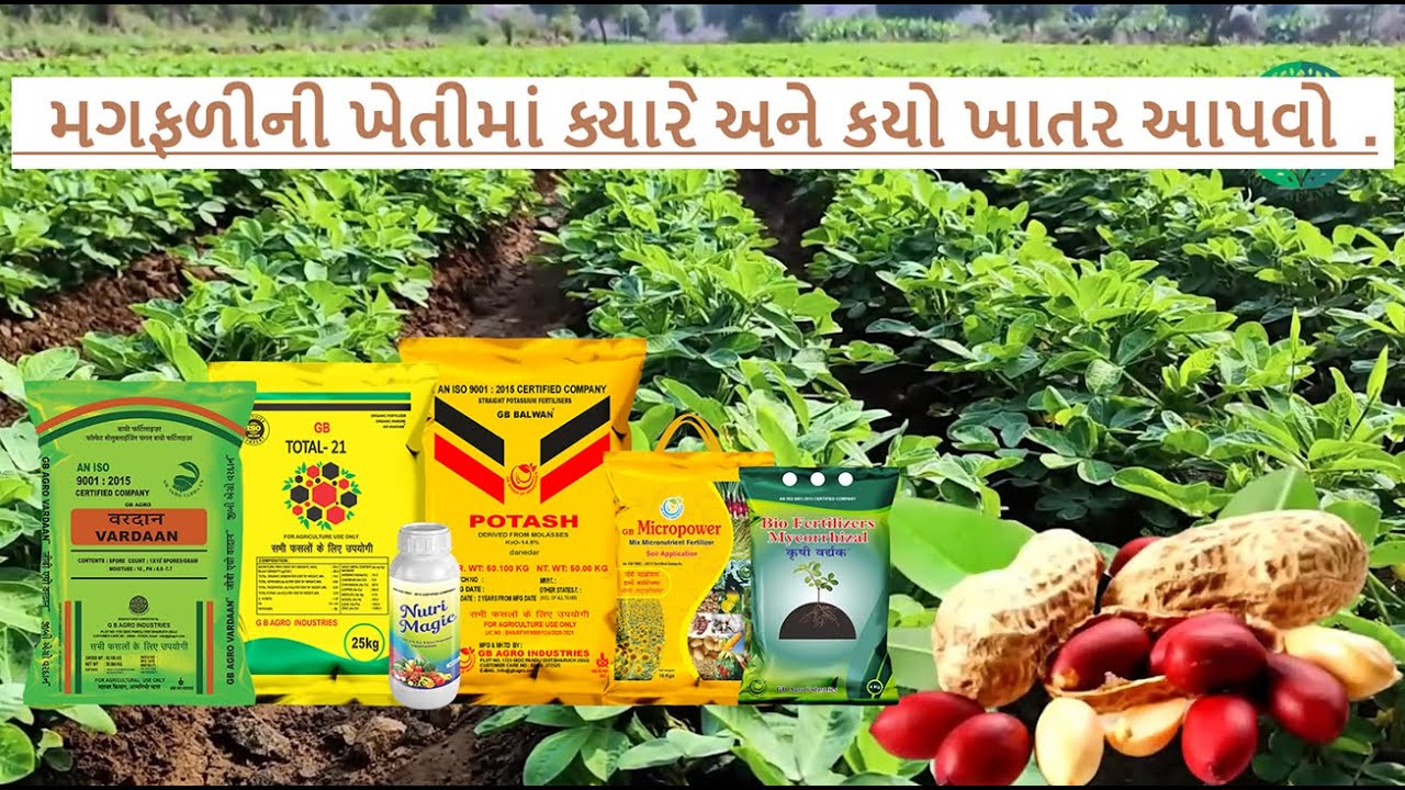 “મગફળીની ખેતીમાં યોગ્ય પોષણ – વધુ દાણા, વધુ નફો | GB Agro”