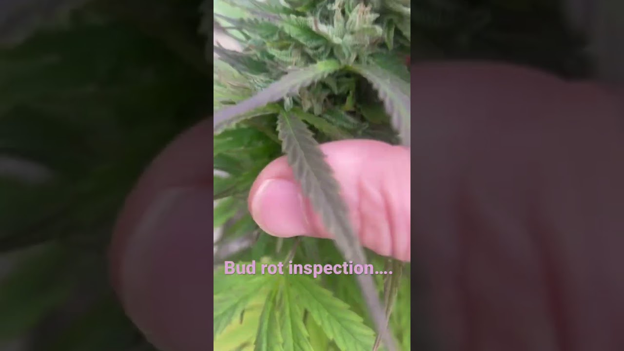 Bud rot inspection&hellip;.