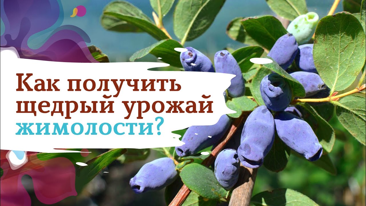 Секреты щедрого урожая жимолости
