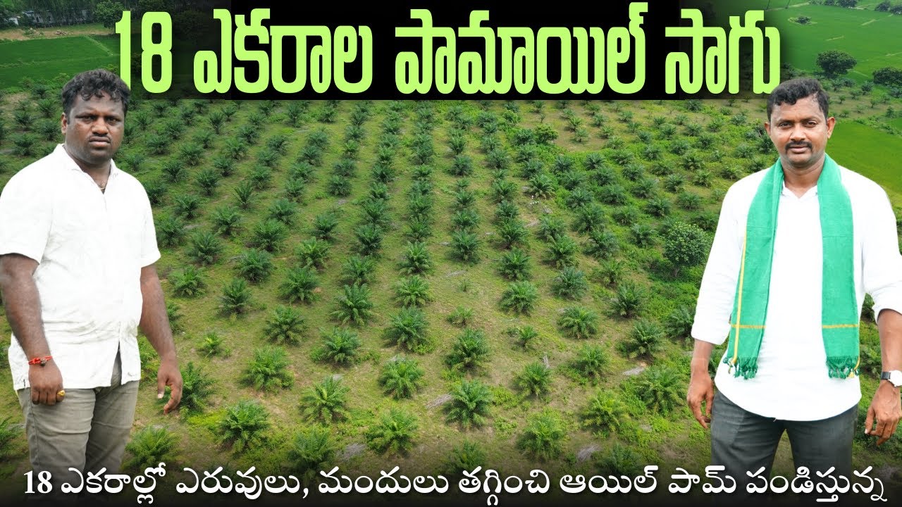 పామాయిల్ సాగులో కల్చర్స్ వాడుతున్న | 18 Acres Oil Palm #rythubadi