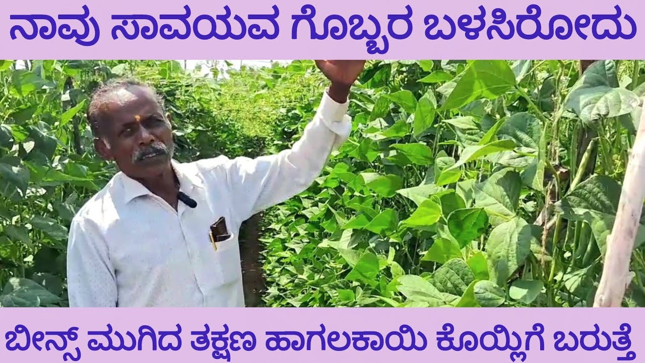 ಹೇಗಿದೆ ಬೀನ್ಸ್ ಜೊತೆಗೆ ಹಾಗಲಕಾಯಿ ಕೃಷಿ ? ಬೇಸಿಗೆಯ ಬಿಸಿಗೆ ಸಿಂಚನ ನೀರಾವರಿ ಪದ್ದತಿ | beans farming in summer 