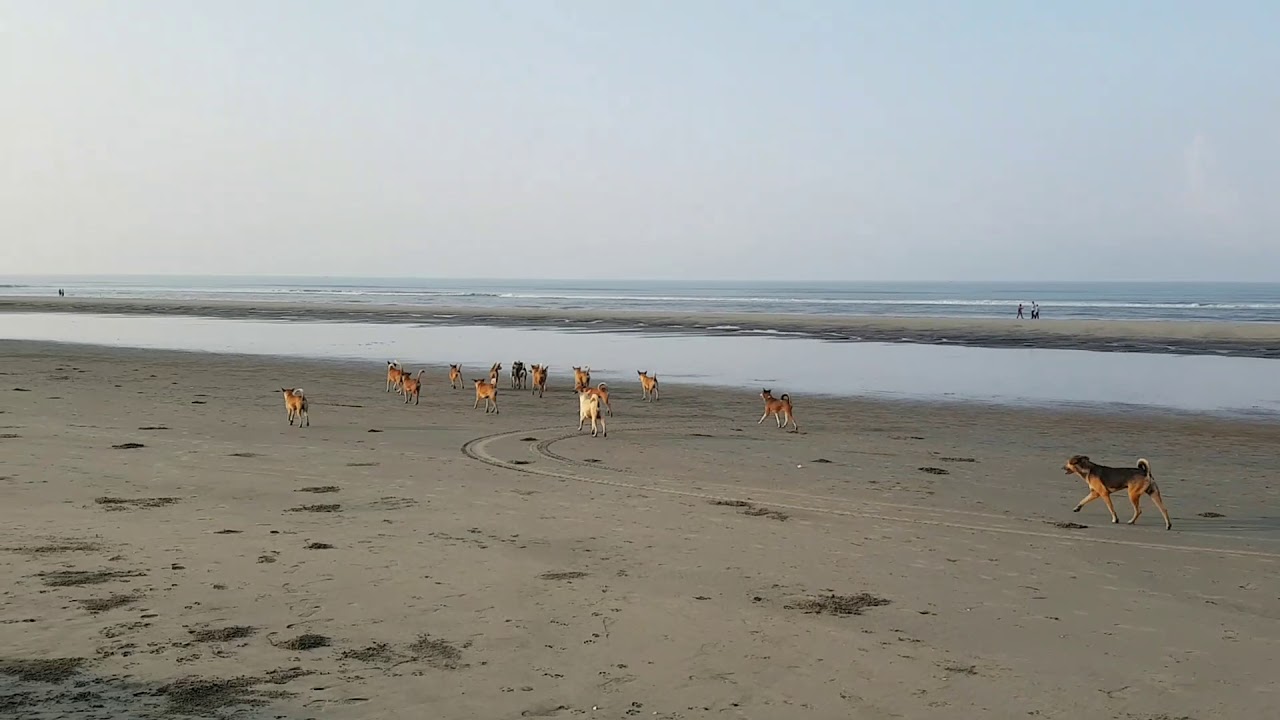 Dogs in Cox's Bazaar