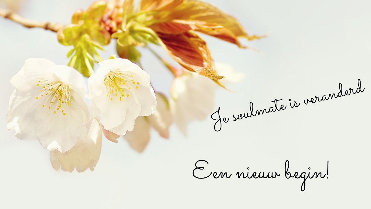 Je soulmate is veranderd. Een nieuw begin - Algemene Tarot Reading