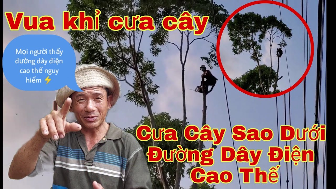 Vua Khỉ Miền t&acirc;y C&ugrave;ng anh em đại n&aacute;o khu c&ocirc;ng nghiệp|Vua khỉ cưa c&acirc;y sao kh&oacute; c&oacute; đường d&acirc;y điện.