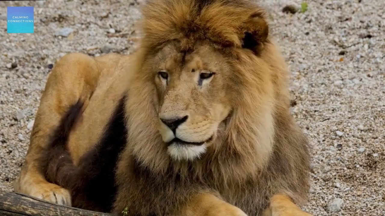 Quiet Classroom Music For Children - Lions - Quiet relaxing music for kindergarten