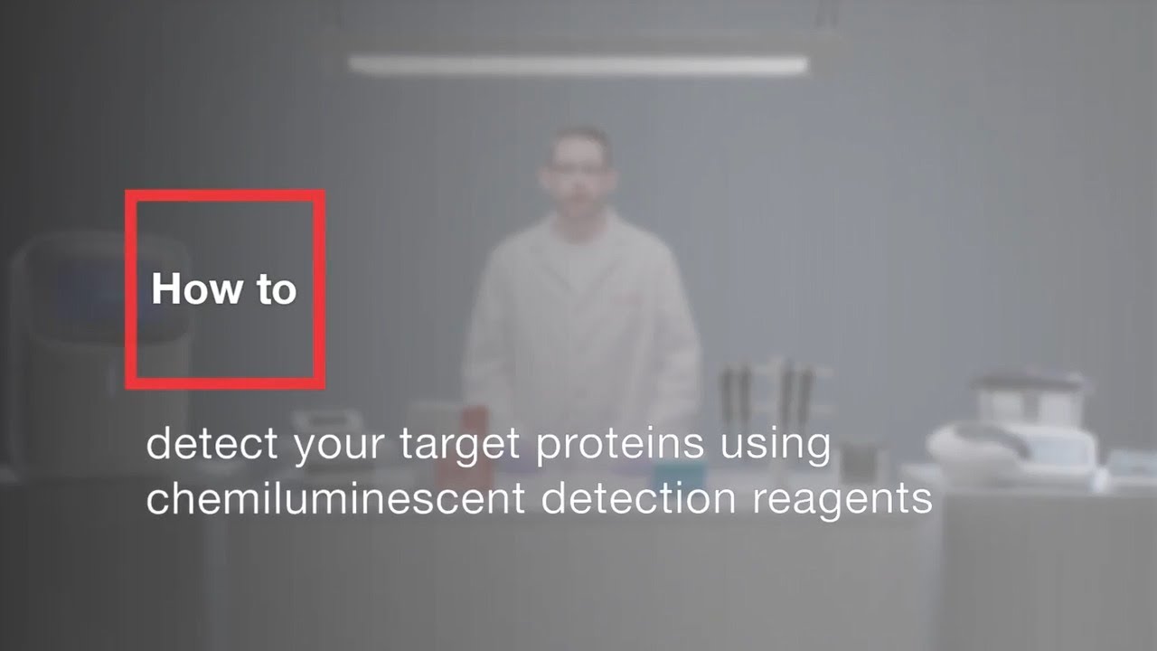 How to detect your target proteins using chemiluminescent detection reagents