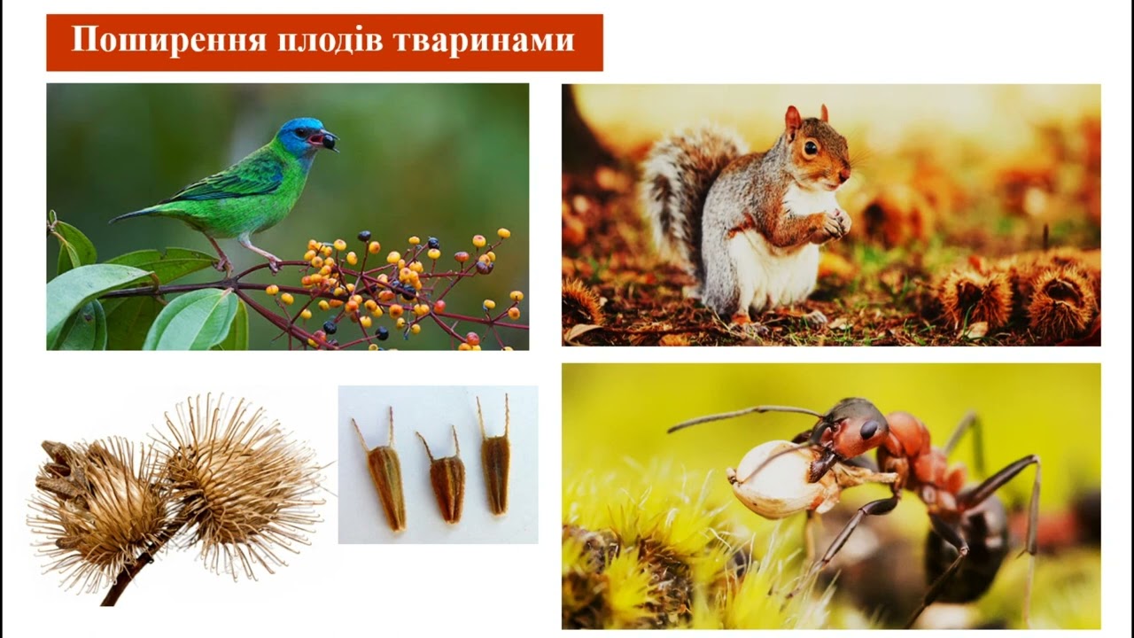 Поширення плодів та насіння
