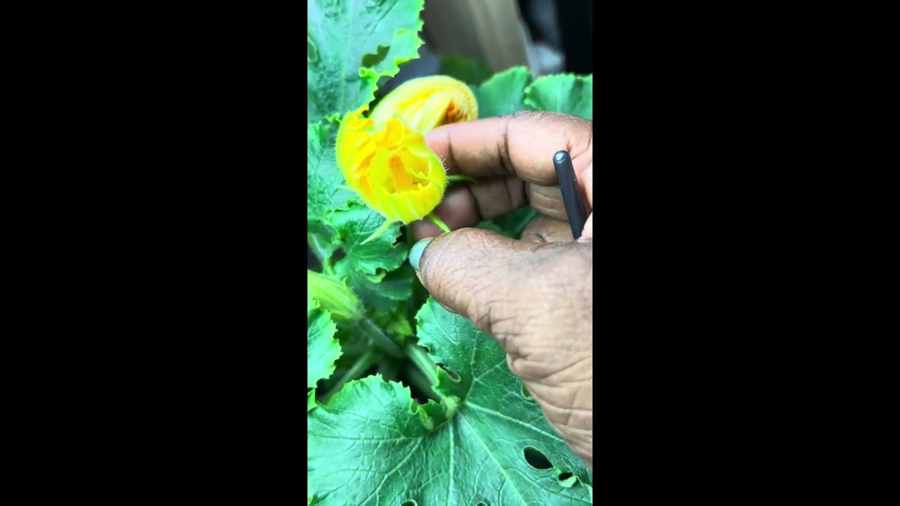 How to hand pollinate zucchini/squash. 