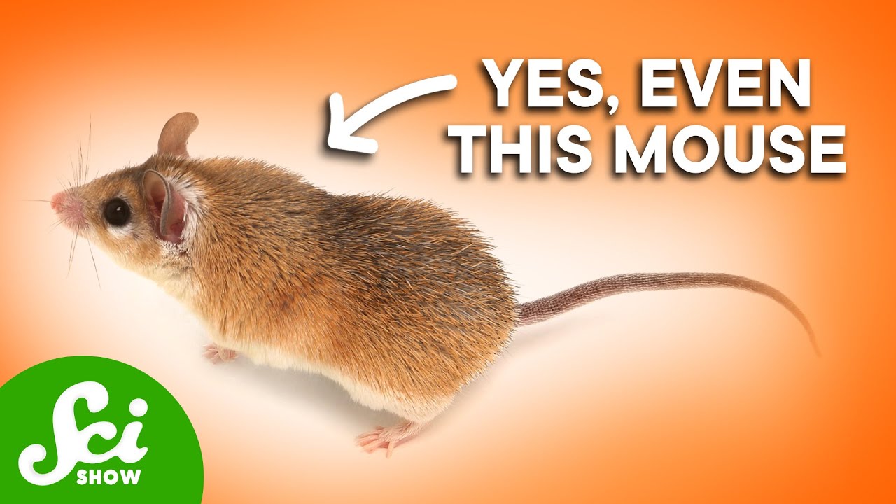 5 Animals That Have Bone Skin