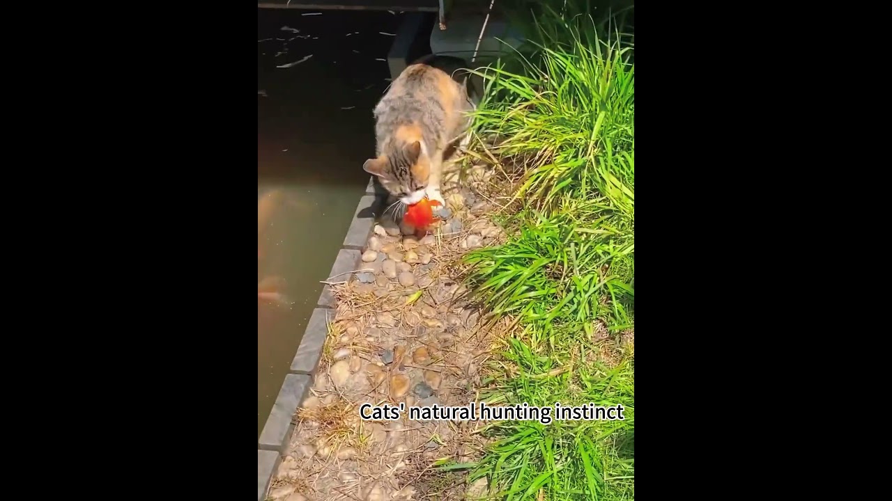 Cats natural hunting instinct #funny #funnyanimal #cat #funnypet #catvideos