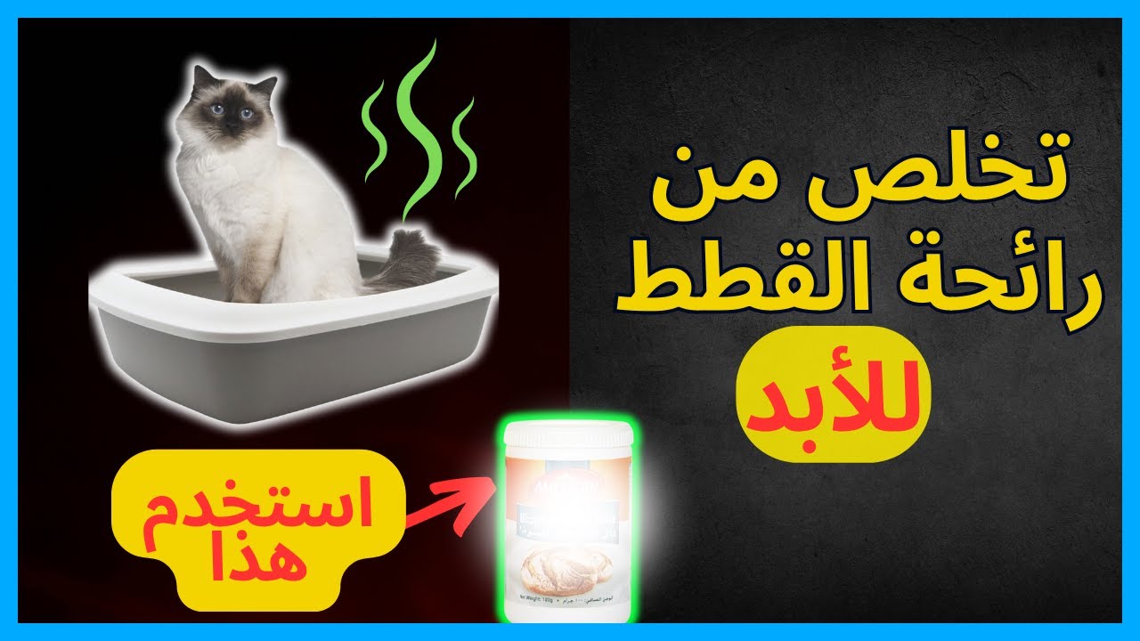 التخلص من رائحة القطط في البيت للأبد و بخطوات سهلة