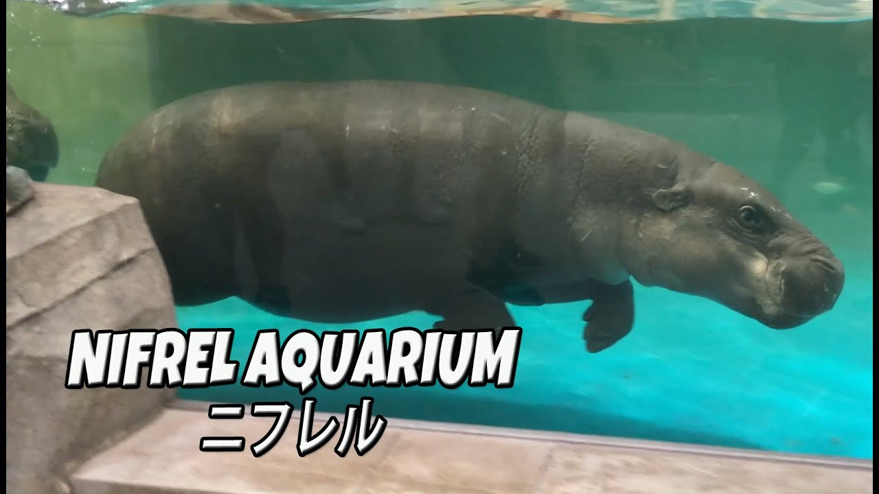 Nifrel Aquarium at Expocity Osaka Japan Interactive Aquazoo