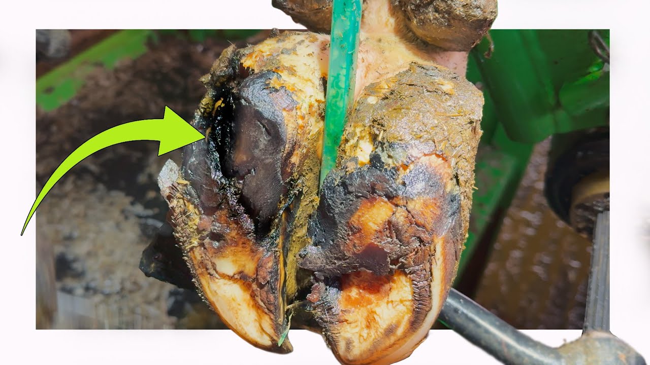 GNARLY, MESSED UP cow's hoof has a DEEP GOUGE in it!!!