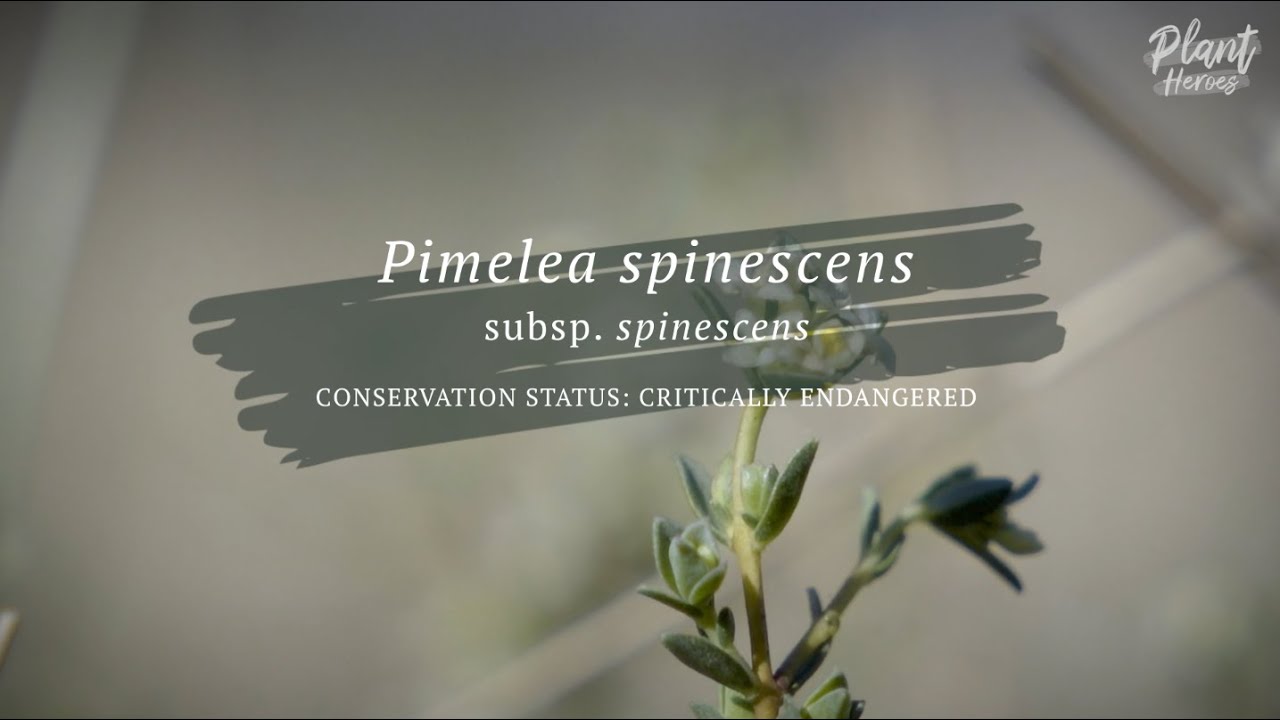 Digging (up) the Spiny Rice-flower Pimelea spinescens subsp. spinescens