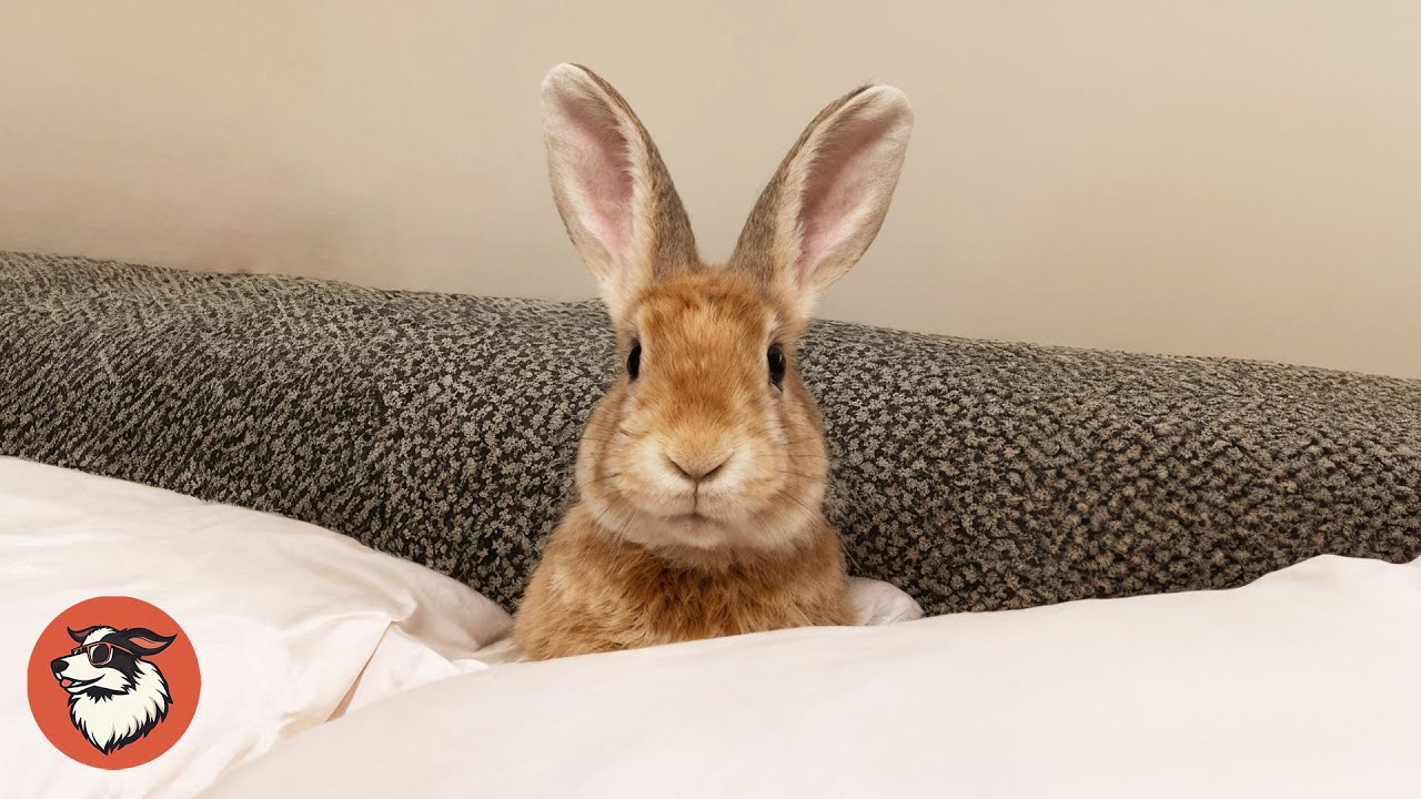 Woman Rescues Bunny &mdash; Weeks Later She Gets The Biggest Surprise