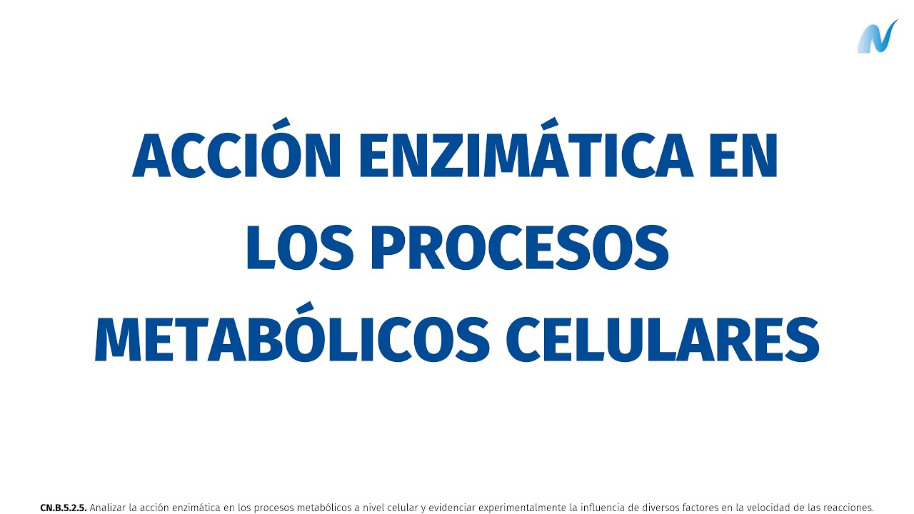 Acción enzimática en los procesos metabólicos celulares