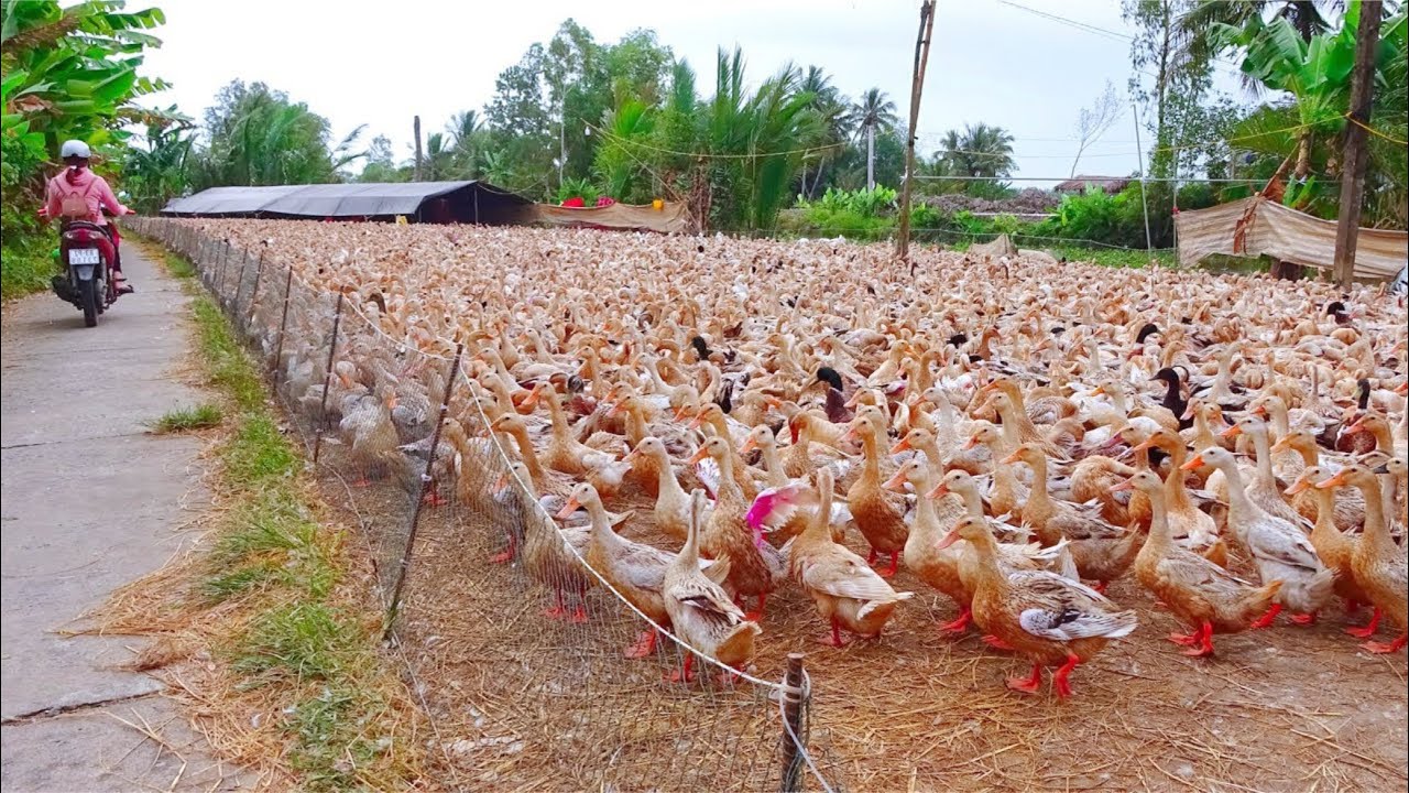What Experts Say About Achieving Optimal Efficiency in Large Scale Duck Farming #duck #duckfarming
