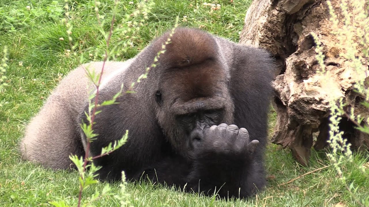 BEAUVAL - Les gorilles des plaines de l'Ouest - Western lowland gorillas