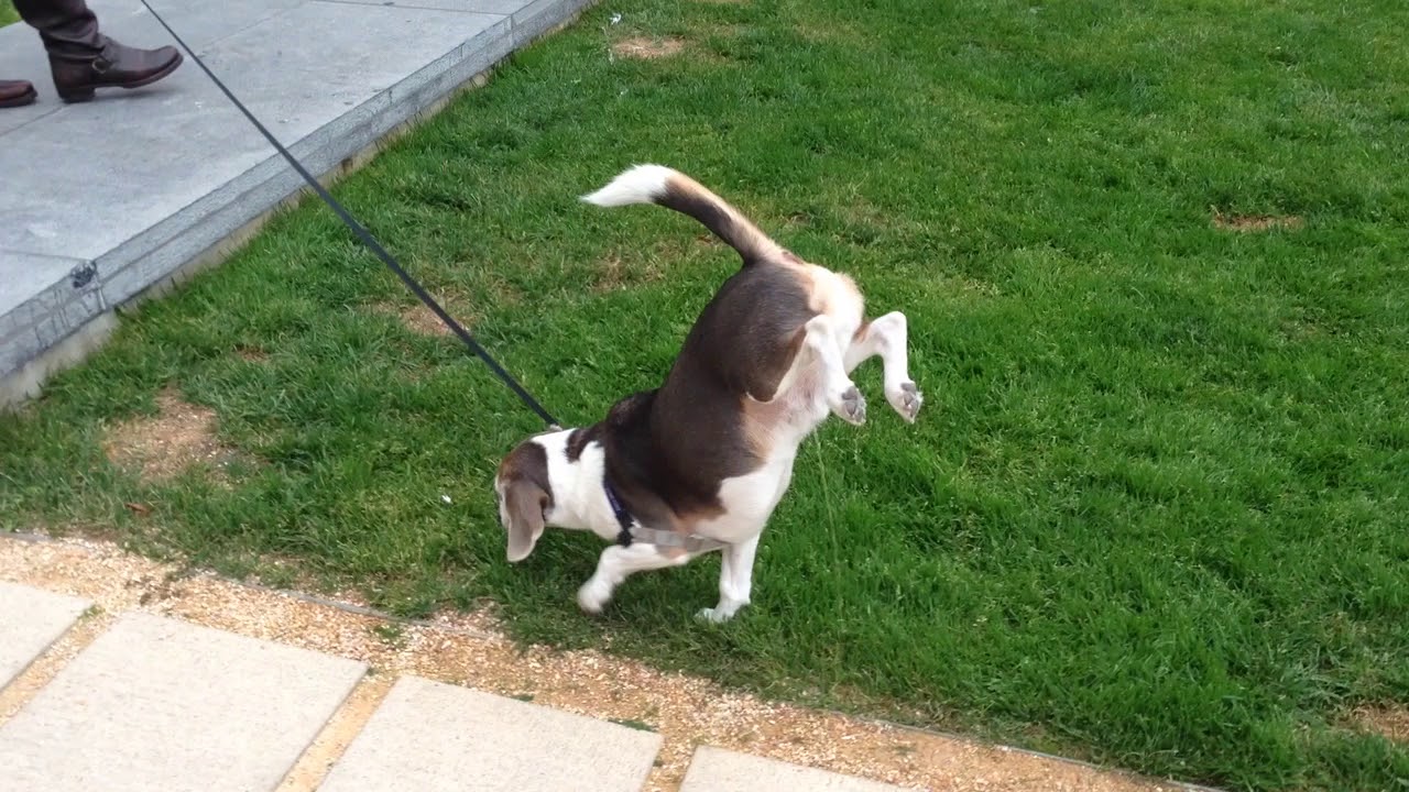 Augie the handstanding peeing beagle