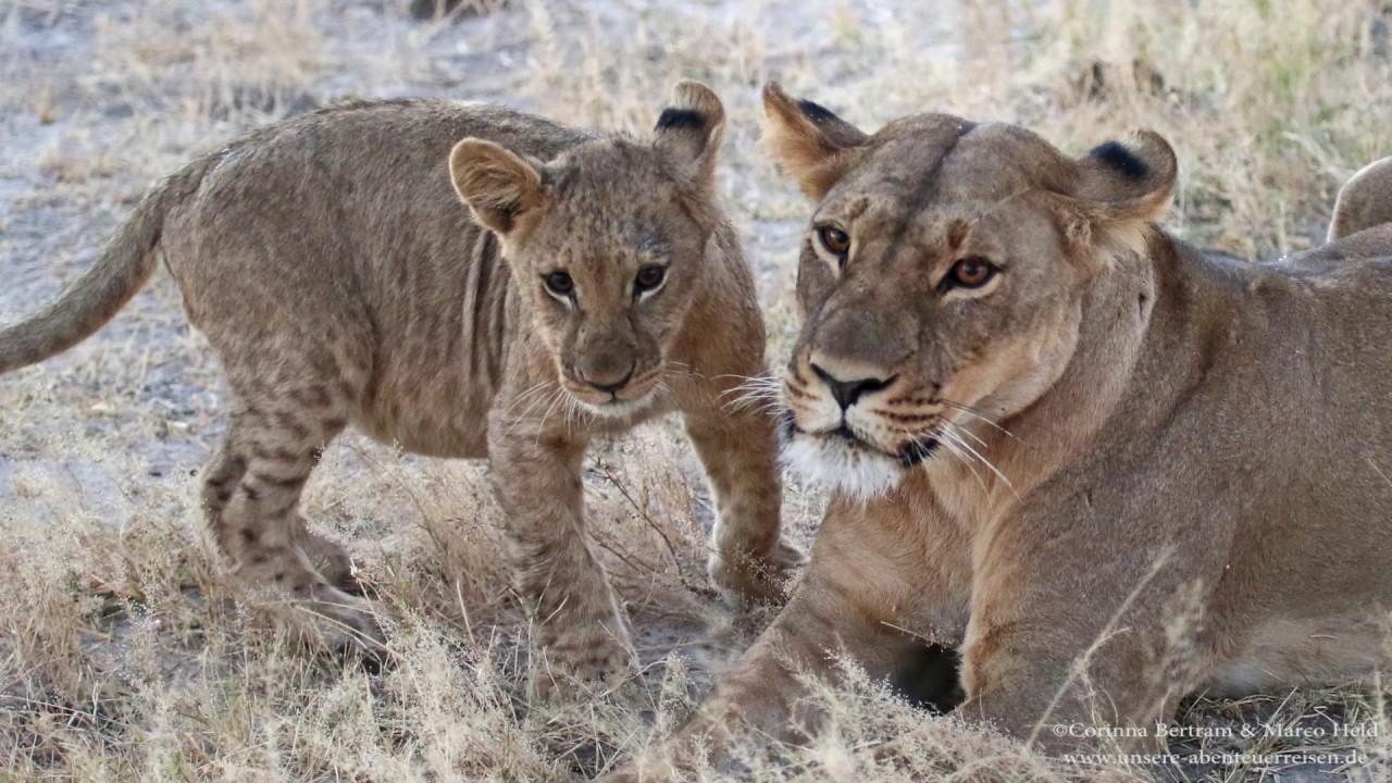Botswana 2016 - Teil 5; Musik: wonder of life / von Dag Reinbot / http://www.terrasound.de