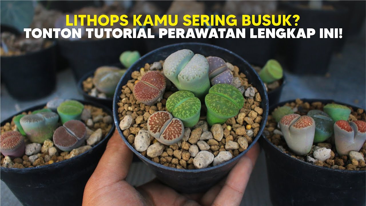 Cara Perawatan Lithops Agar Tidak Mudah Mati Busuk dan Tumbuh Subur Gendut