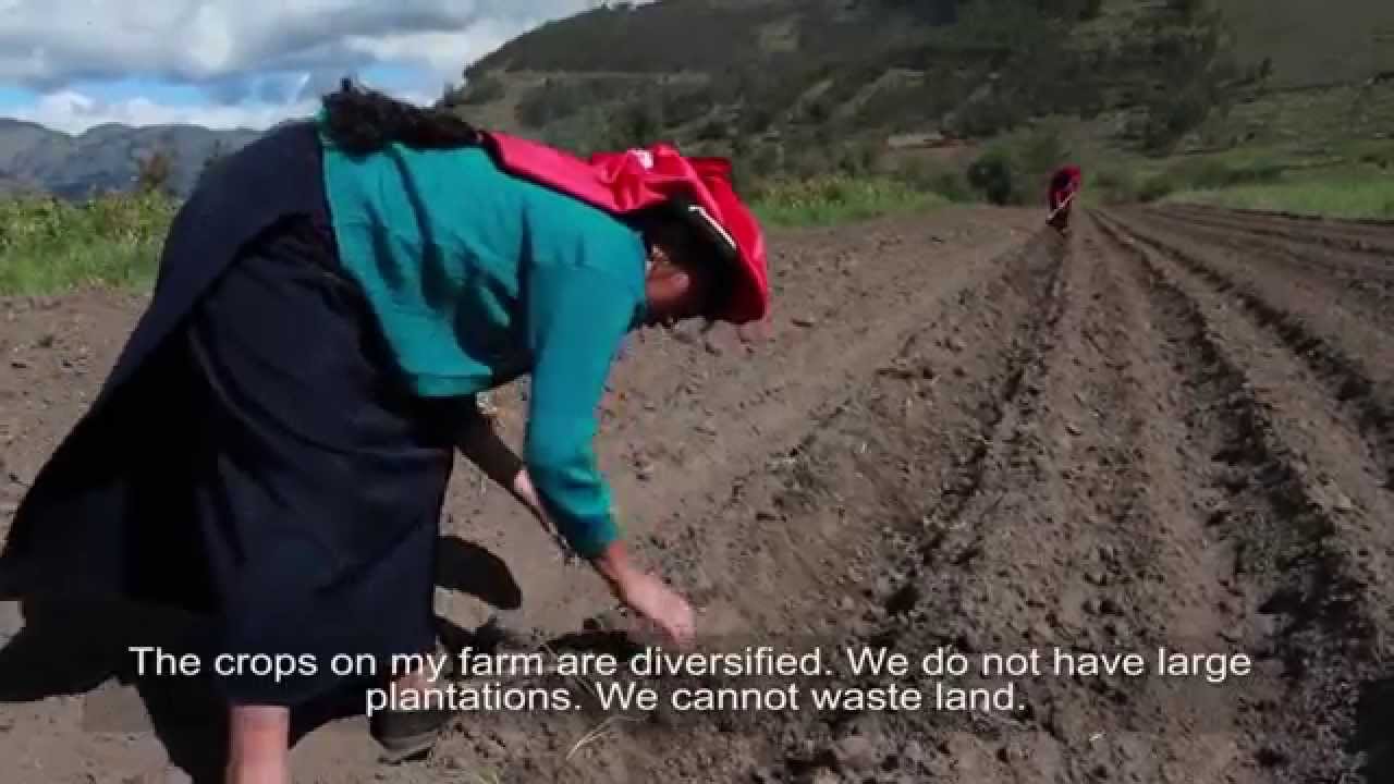 Canastas Comunitarias: Community Supported Agriculture in Ecuador