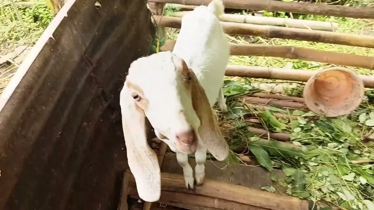 sapi dan kambing pedesaan