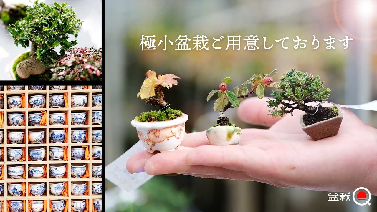 【明日開催】きらく会の商品や苗木、目玉商品をご紹介！盆栽大野フェス【盆栽Q】