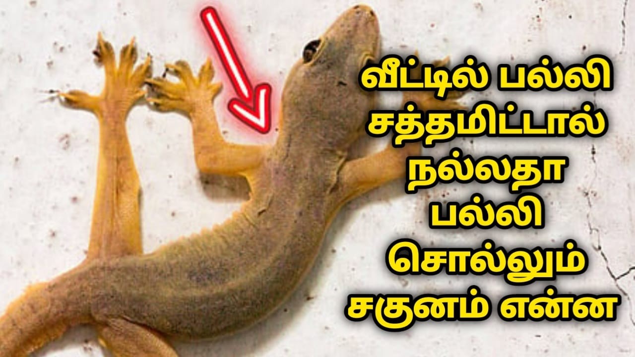 வீட்டில் பல்லி சத்தமிட்டால் நல்லதா கெட்டதா பல்லி சொல்லும் பலன் !Lizard , pallipalan
