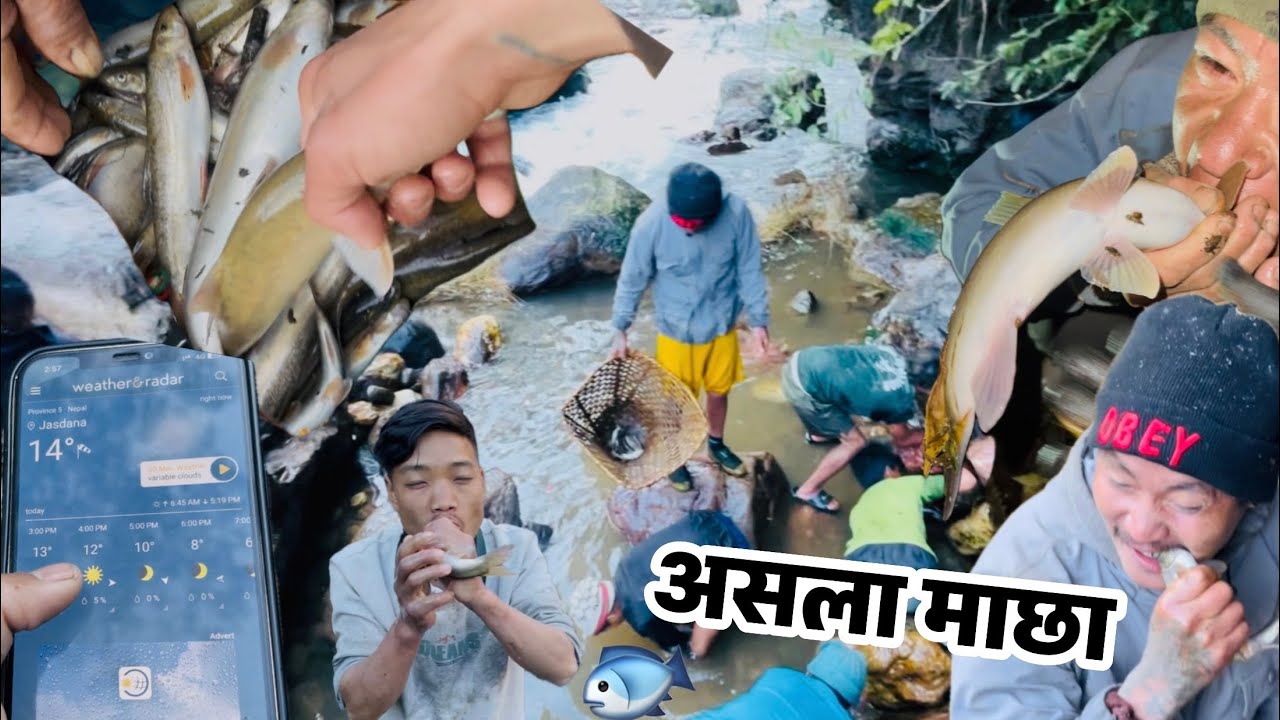 Fishing In Himalayan River of Nepal !  || Traditional Duwali Fishing in East Rukum || 🐟