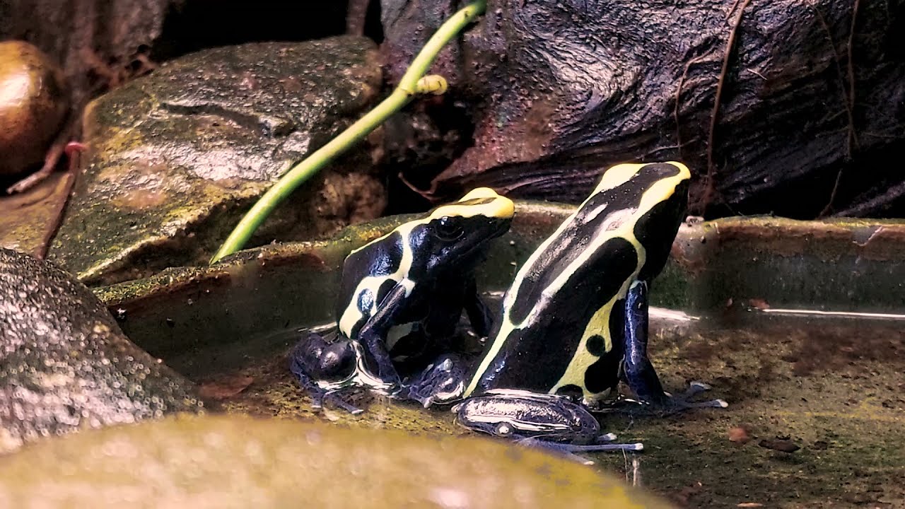 Dendrobates Tinctorius Cobalt calling and courting